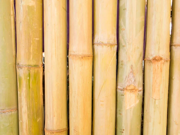 Bamboo fence background — Stock Photo, Image