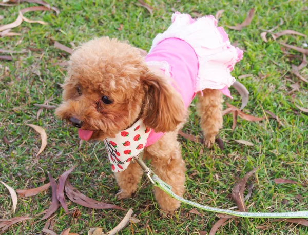 Poodle dog — Stock Photo, Image