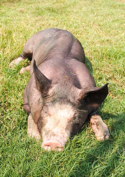 Suini in azienda — Foto Stock