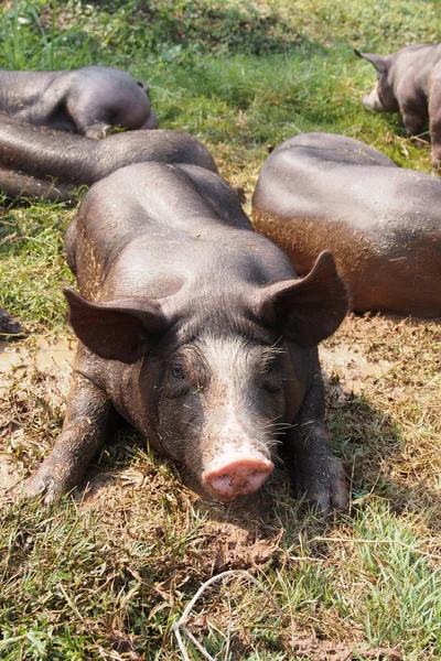 Cerdos en la granja — Foto de Stock