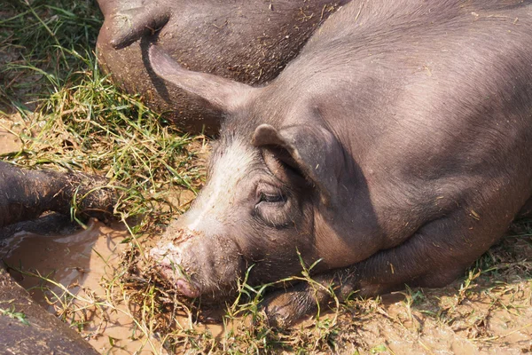 Свиньи на ферме — стоковое фото