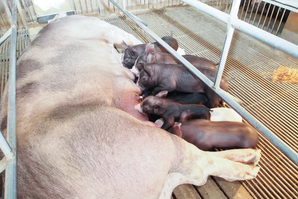 Cerdos en la granja — Foto de Stock