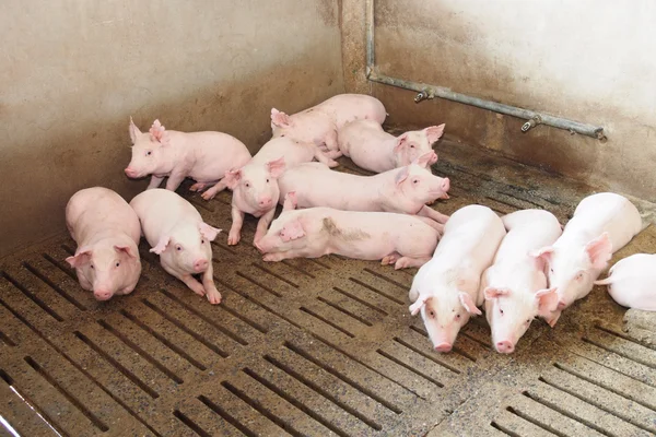 Świnie w gospodarstwie — Zdjęcie stockowe