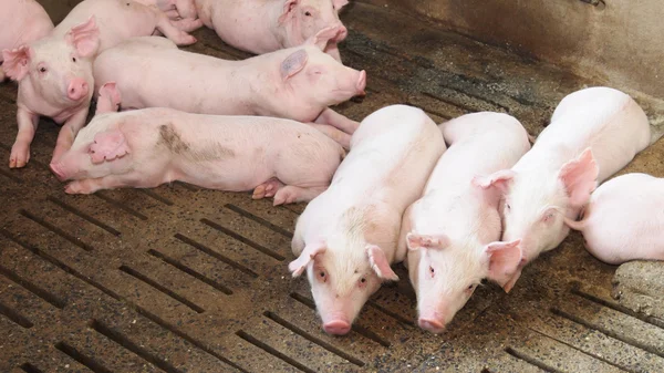 Varkens op de boerderij — Stockfoto