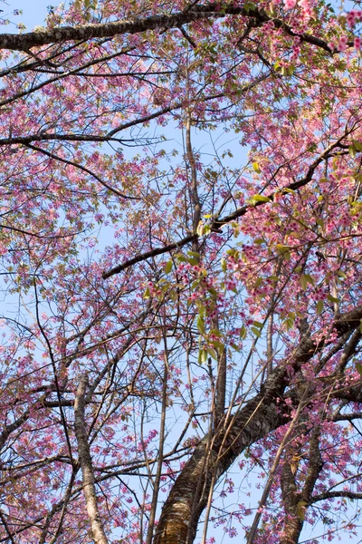 Цветение вишни в Гималаях — стоковое фото