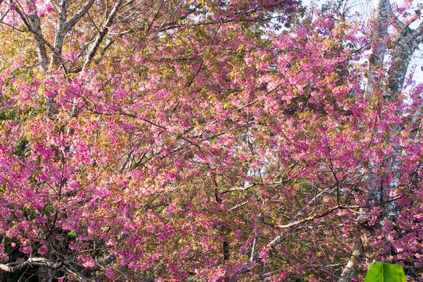 野生的喜马拉雅山樱桃花盛开 — 图库照片