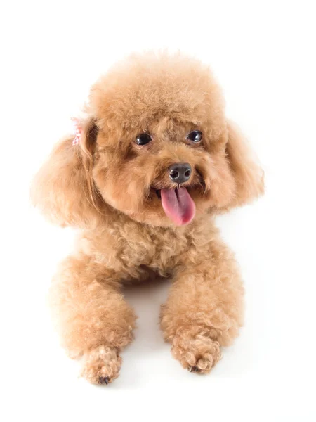 Filhote de cachorro Poodle de brinquedo vermelho — Fotografia de Stock