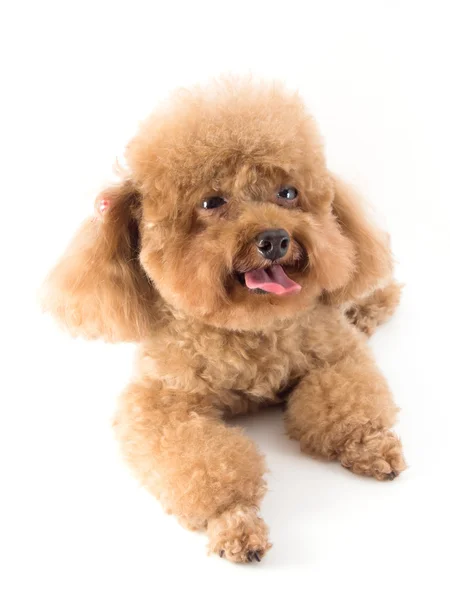 Filhote de cachorro Poodle de brinquedo vermelho — Fotografia de Stock