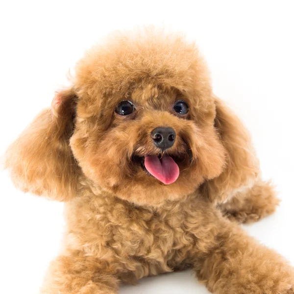 Red Toy Poodle cachorro —  Fotos de Stock