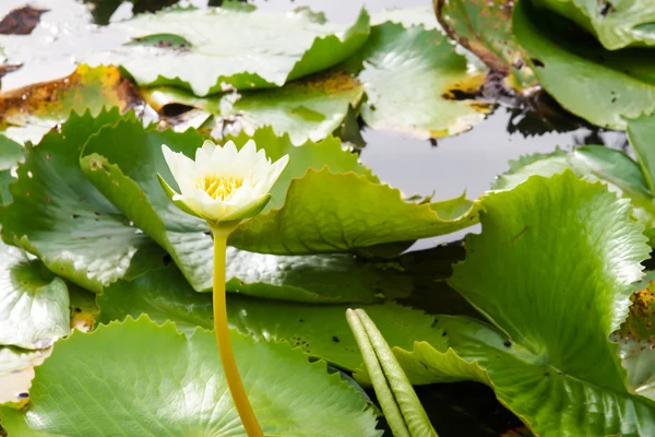 Lotusbloem in vijver — Stockfoto