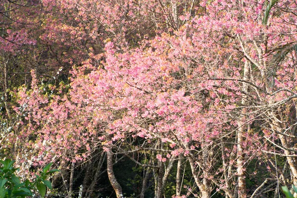 Flor de cerezo del Himalaya salvaje — Foto de Stock