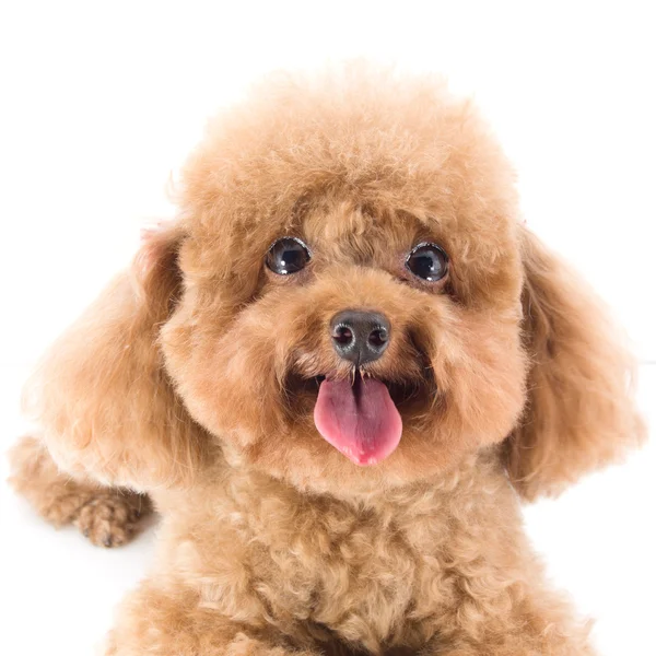 Red Toy Poodle cachorro Imagen de archivo