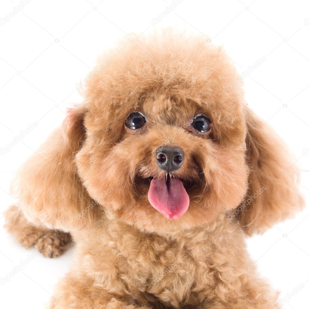 Red Toy Poodle puppy