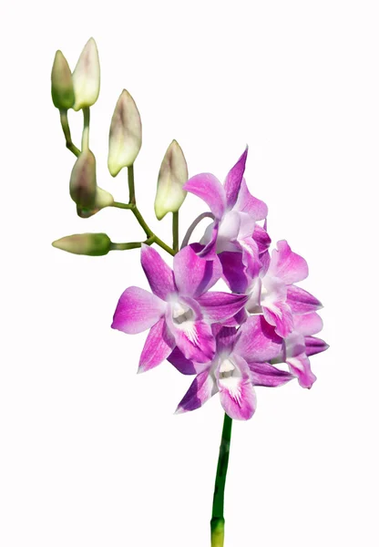 Rózsaszín csokor orchidea virág — Stock Fotó