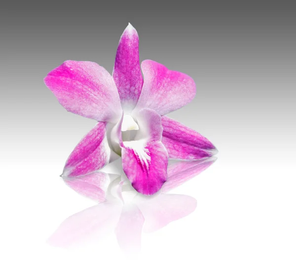 Pink orchids flower — Stock Photo, Image