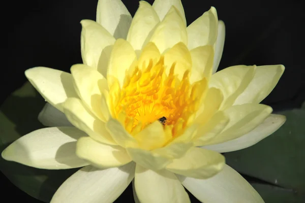 Yellow lotus — Stock Photo, Image