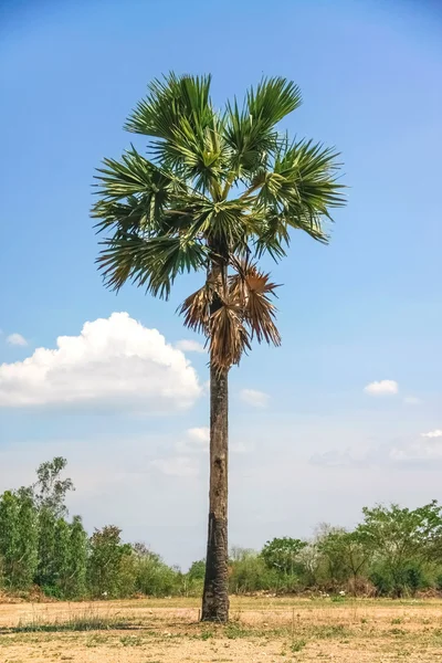 Cukru palmy — Zdjęcie stockowe