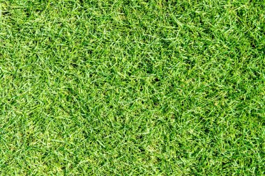 yeşil çim dokusu