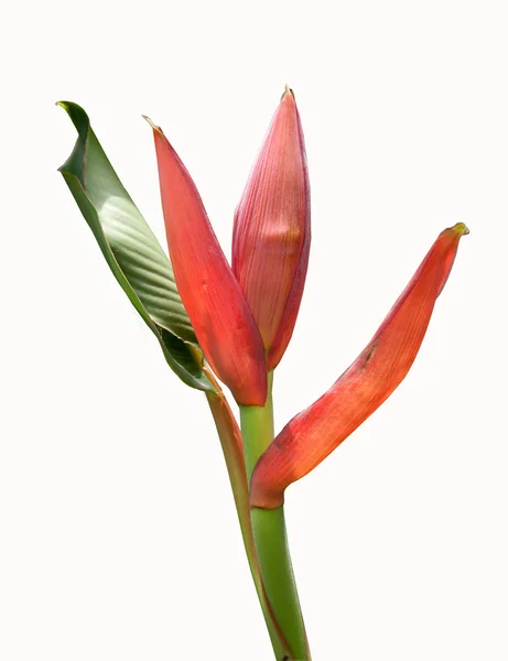 Röda banan blomma — Stockfoto