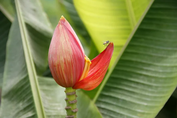 Rode bananen bloem — Stockfoto