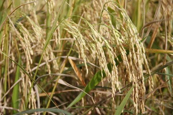 Espiga de arroz — Fotografia de Stock