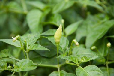 biber ağacı üzerinde