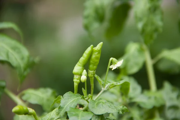 Chilli na stromě — Stock fotografie