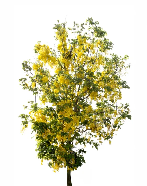 Cassia květinu strom — Stock fotografie