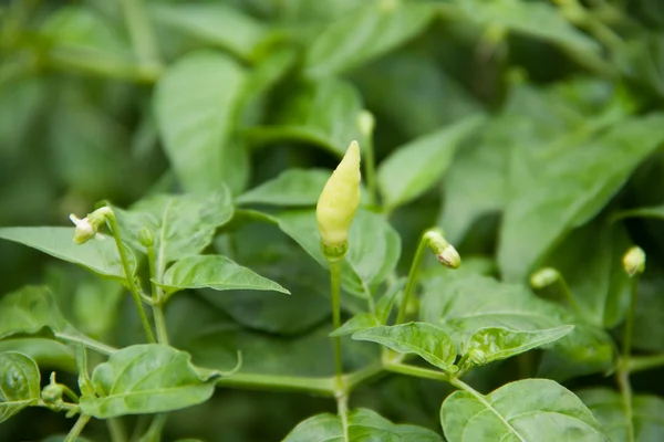 Chili on tree — Stock Photo, Image