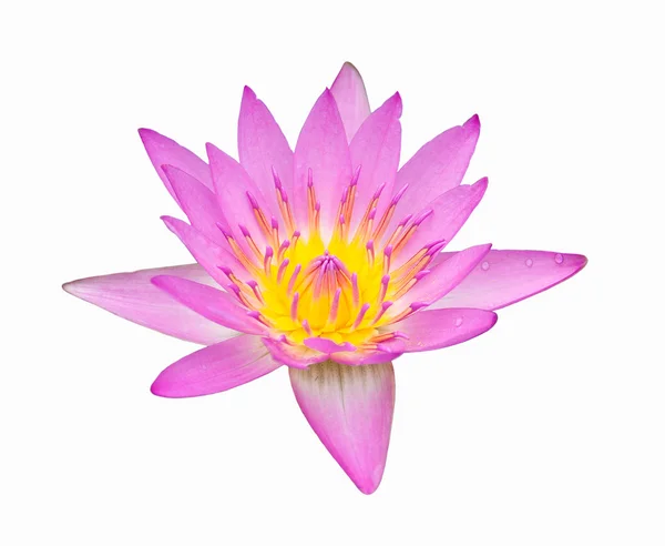 Rosa färgen lotus — Stockfoto