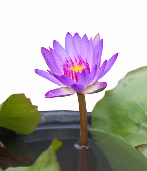 Lotus de couleur — Photo