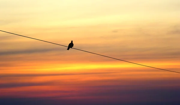 Eenzame vogel op zonsondergang — Stockfoto