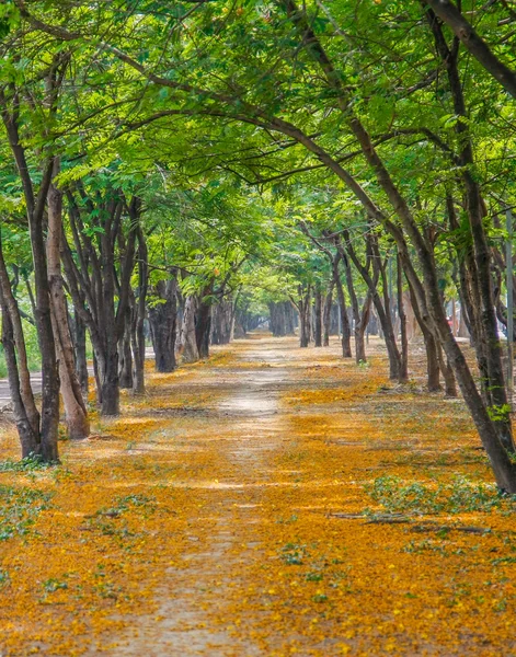 Pathway with yellow flowers — Stock Photo, Image
