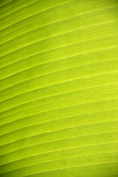 Konsistens av bananblad — Stockfoto