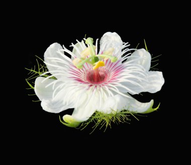 passiflora foetida flower clipart
