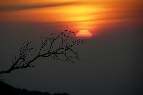 Zweig bei Sonnenuntergang — Stockfoto