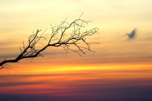 Zweig bei Sonnenuntergang — Stockfoto