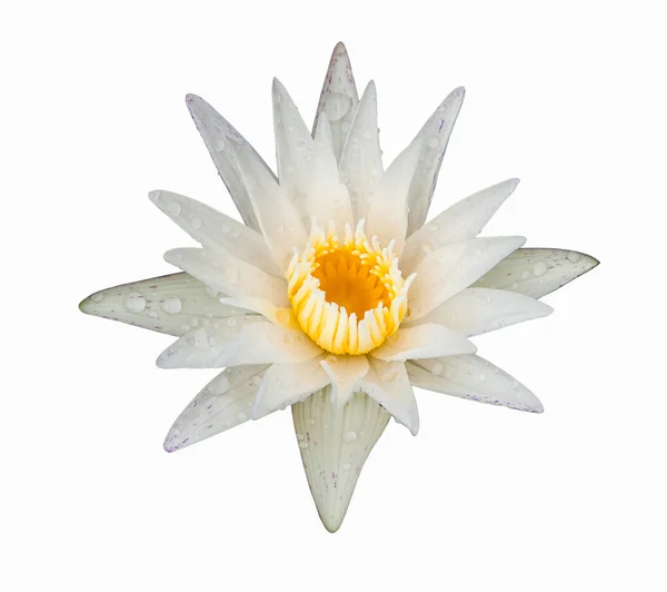 Lotus de couleur blanche — Photo