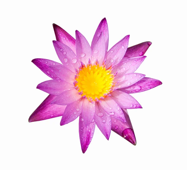 Lila-rosa färgen lotus — Stockfoto