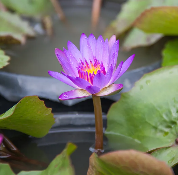 Renk lotus — Stok fotoğraf
