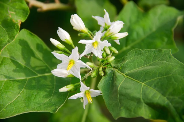 Auberginenblüte — Stockfoto