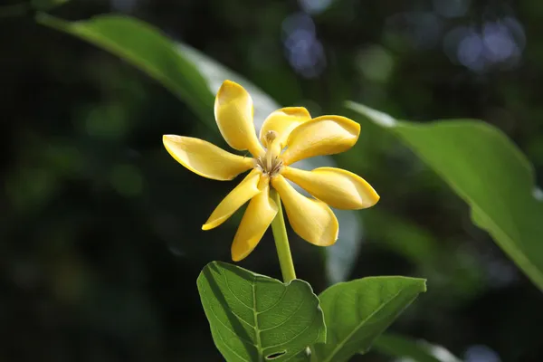 Flor de gardenia —  Fotos de Stock