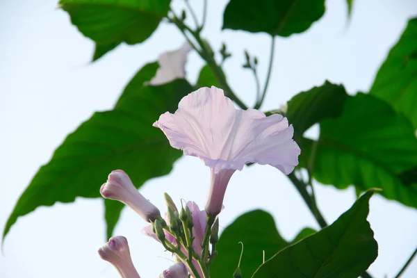 Morning glory flowers — Stock Photo, Image