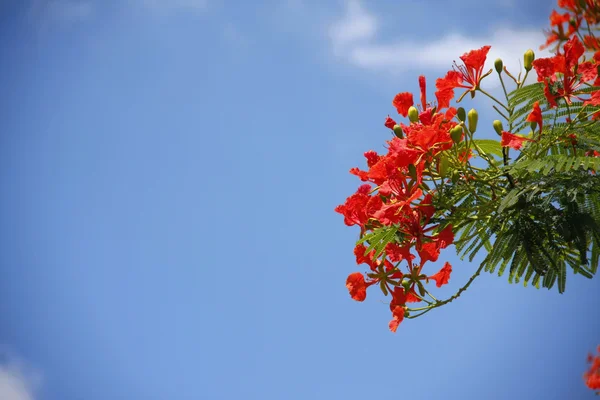 Flores de pavo real — Foto de Stock
