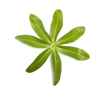 alstonia scholaris yaprak