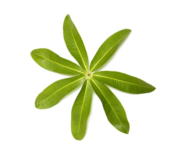 Alstonia scholaris Leaf — Stock Photo, Image