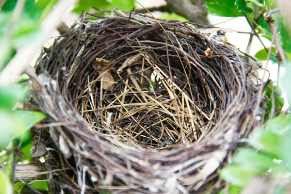 鳥の巣 — ストック写真