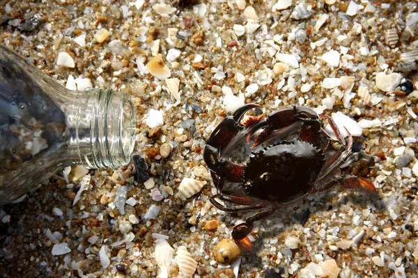 Kraby a láhev sklo na pláži — Stock fotografie