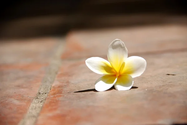 Flor de Frangipani — Fotografia de Stock