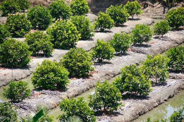 Fruits farm plantation — Stock Photo, Image